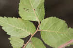 Planertree <BR>Water elm